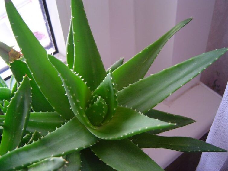 aloe eta kalanchoe garatxoen aurka