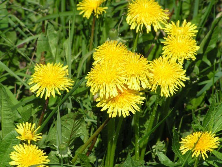 garatxoen kontra dandelion